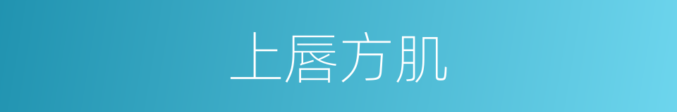 上唇方肌的同义词