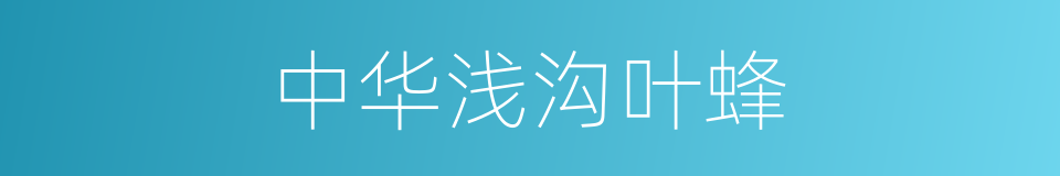 中华浅沟叶蜂的同义词