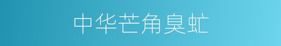 中华芒角臭虻的同义词
