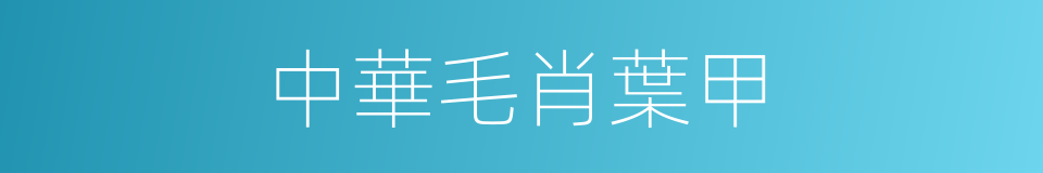 中華毛肖葉甲的同義詞