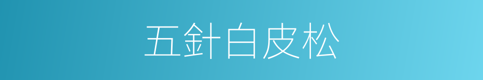 五針白皮松的同義詞