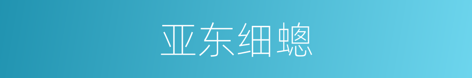 亚东细蟌的同义词
