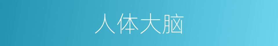 人体大脑的同义词