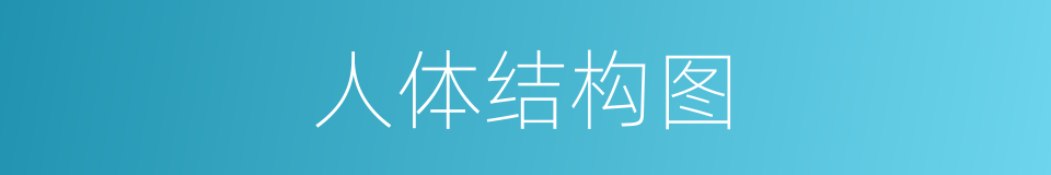 人体结构图的同义词