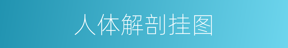 人体解剖挂图的同义词