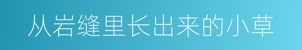 从岩缝里长出来的小草的同义词