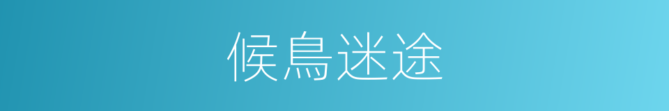 候鳥迷途的同義詞