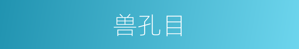 兽孔目的同义词
