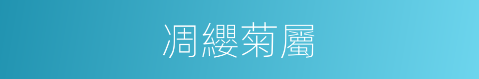 凋纓菊屬的同義詞