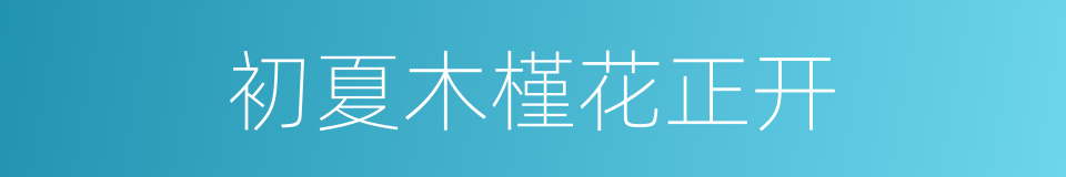初夏木槿花正开的同义词