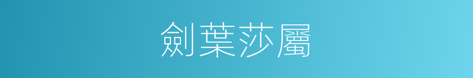 劍葉莎屬的同義詞