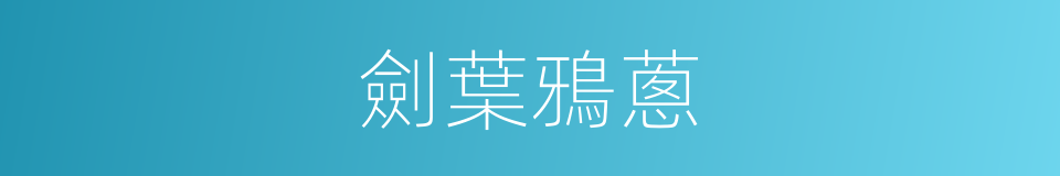 劍葉鴉蔥的同義詞