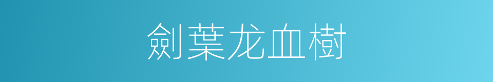 劍葉龙血樹的同義詞