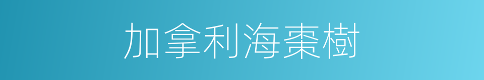 加拿利海棗樹的同義詞