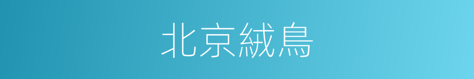 北京絨鳥的意思