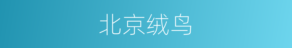 北京绒鸟的意思