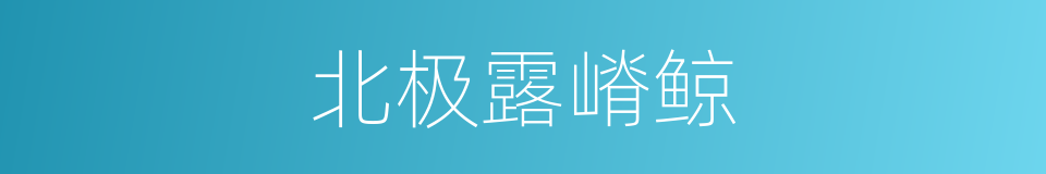 北极露嵴鲸的同义词