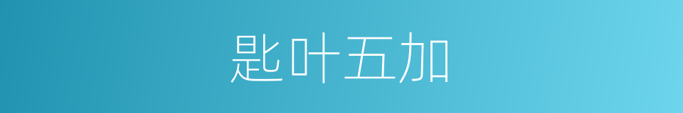 匙叶五加的同义词