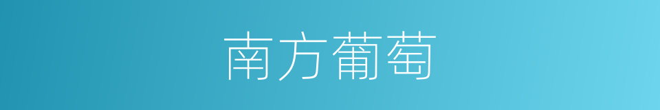 南方葡萄的同义词