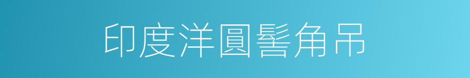 印度洋圓髻角吊的同義詞