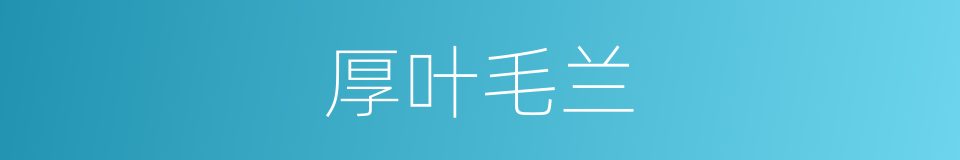 厚叶毛兰的同义词