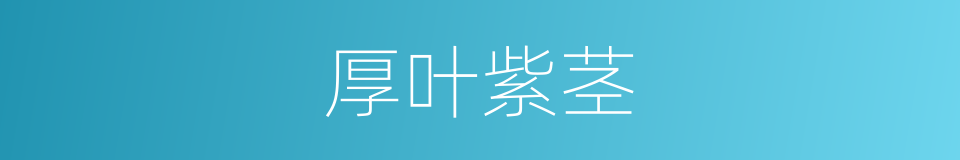 厚叶紫茎的同义词