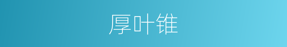 厚叶锥的同义词
