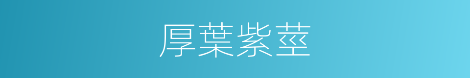 厚葉紫莖的同義詞