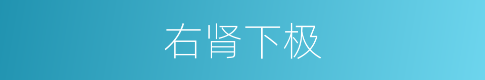 右肾下极的同义词