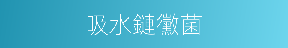 吸水鏈黴菌的同義詞