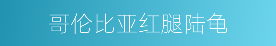 哥伦比亚红腿陆龟的同义词