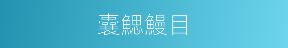 囊鰓鰻目的同義詞