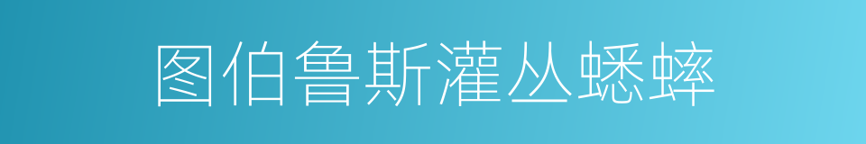 图伯鲁斯灌丛蟋蟀的同义词