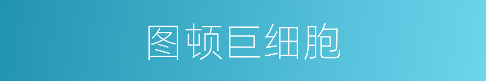 图顿巨细胞的同义词