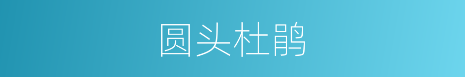 圆头杜鹃的同义词