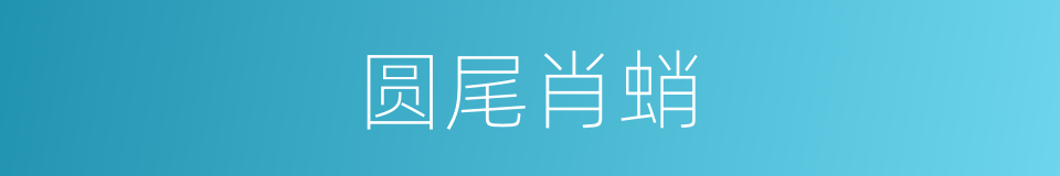 圆尾肖蛸的同义词