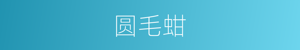 圆毛蚶的同义词