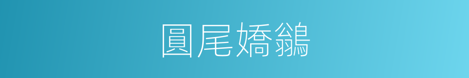 圓尾嬌鶲的同義詞