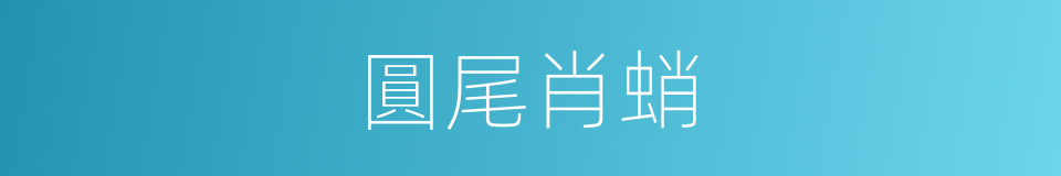 圓尾肖蛸的同義詞