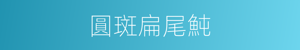 圓斑扁尾魨的同義詞