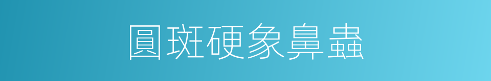 圓斑硬象鼻蟲的同義詞