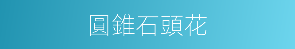 圓錐石頭花的同義詞