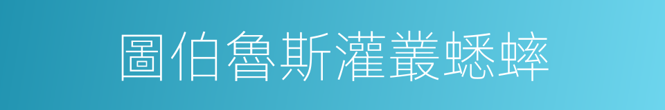 圖伯魯斯灌叢蟋蟀的同義詞