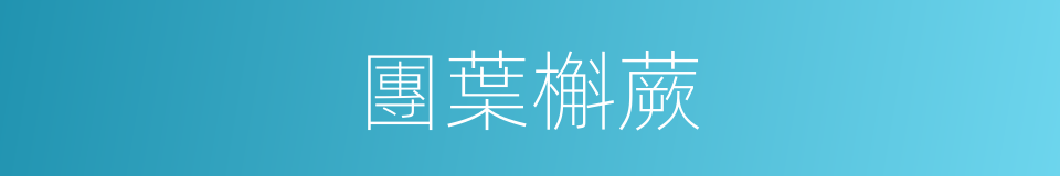 團葉槲蕨的同義詞