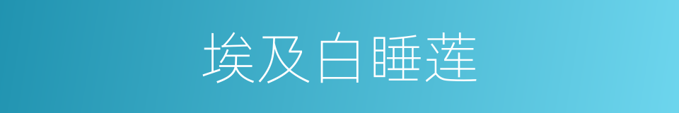 埃及白睡莲的同义词