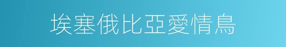 埃塞俄比亞愛情鳥的同義詞