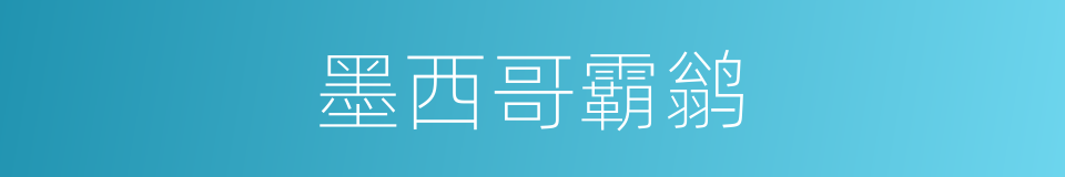 墨西哥霸鹟的同义词
