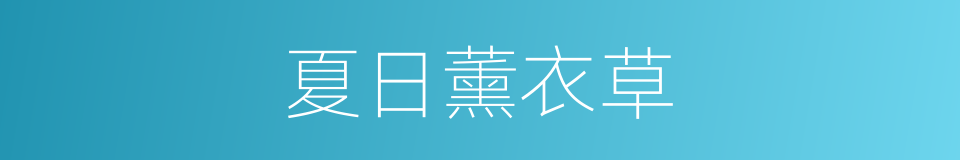 夏日薰衣草的同义词