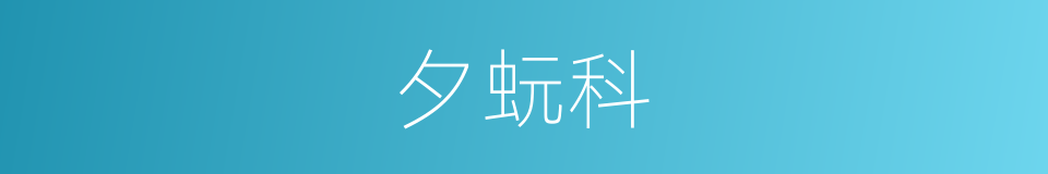夕蚖科的同义词