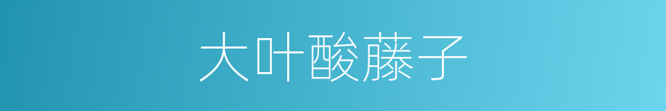 大叶酸藤子的同义词